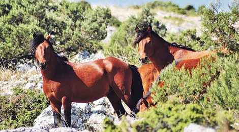 Manisa’nın En Meşhur Dağı Spil’de, Tatilinize Atlar da Eşlik Eder