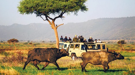 Siyah İnciler Ülkesinde Safari