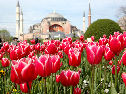 İstanbul’da Lale Festivali Başlıyor