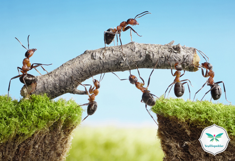 Toprağın Efendisi Karıncalar ve Helal Rızık