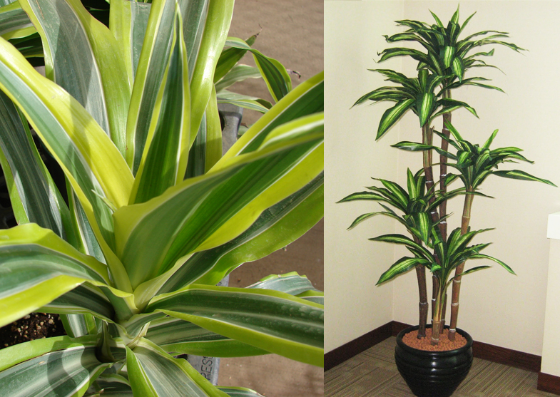 Evin Havasını Temizleyen Bitkiler Resimlerle Tesettür Giyim Modelleri