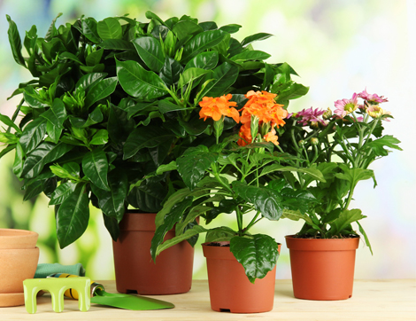 Evinizin Havasını Temizleyen Bitkiler