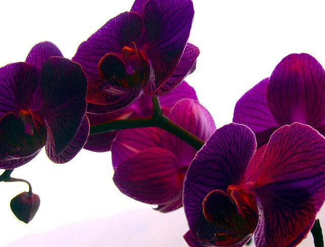 2014'ün Öne Çıkan Rengi Orkide Moru