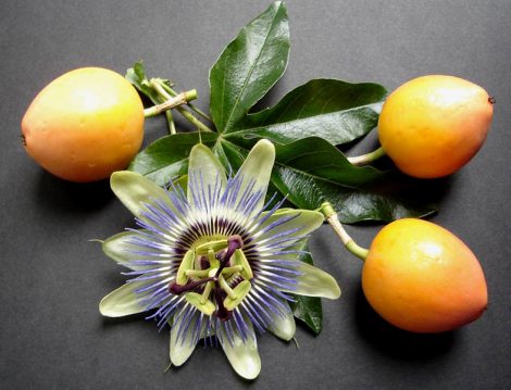 Ruhsal Sıkıntı ve Gerginlik Şikayetlerine Karşı Passiflora