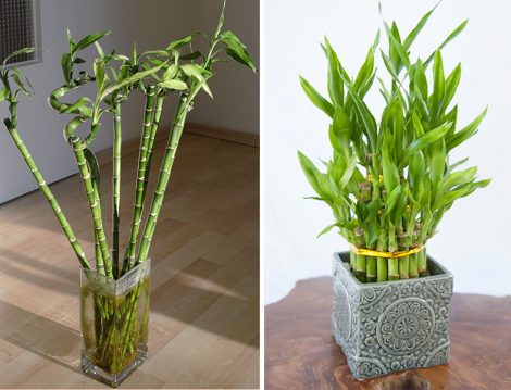 Bambu Çiçeği Yetiştirme