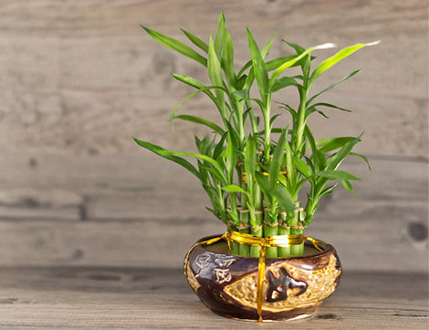 Evde Bambu Çiçeği Nasıl Yetiştirilir?