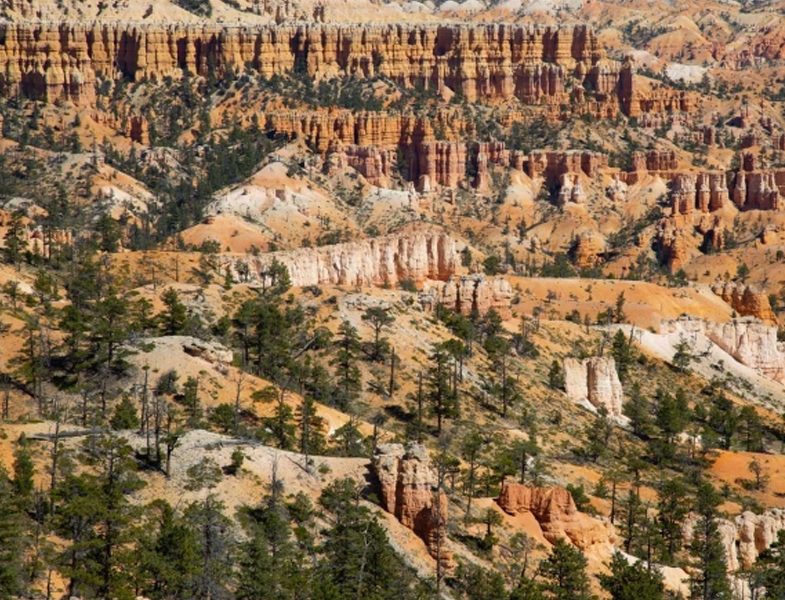 Amerika Ulusal Parklar Canlı İzleme