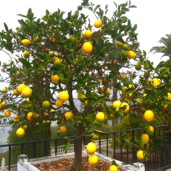 Limon Ağacı