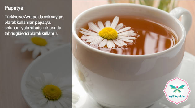 Soğukalgınlığı-İçin-En-İyi-Bitkisel-Tedavi-Yöntemleri