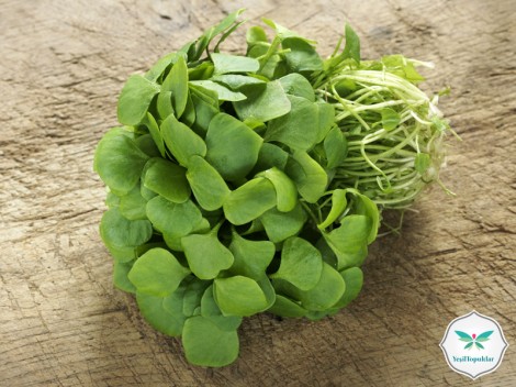 Taratorlu Semizotu Salatası Tarifi