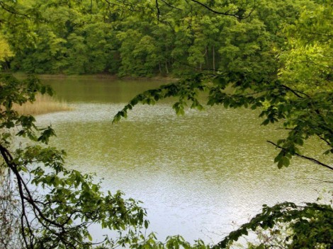 Belgrad Ormanı