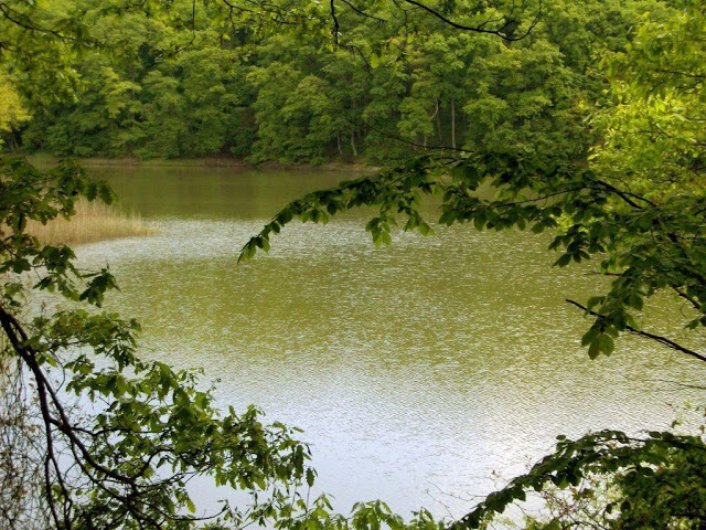 Belgrad Ormanı