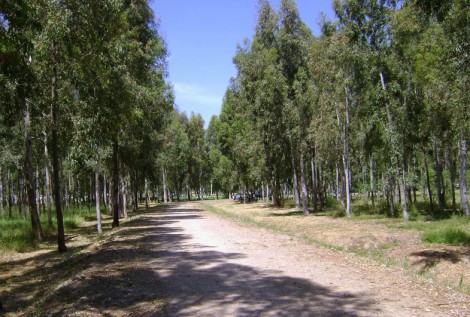 Sasalı Piknik Alanı