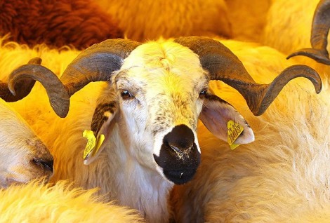 Kurban