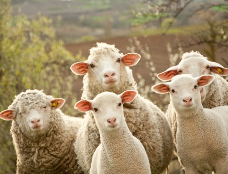 Kurban Eti ile Mangalda Şiş Kebap Tarifi