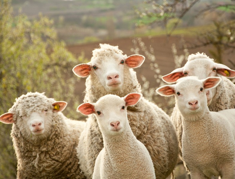 Kurban Eti ile Mangalda Şiş Kebap Tarifi