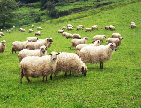 Kurban Kesmenin Önemi Çocuklara Nasıl Anlatılmalı