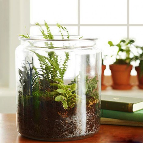 Terrarium Hazırlama Rehberi