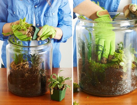Terrarium Hazırlama Rehberi