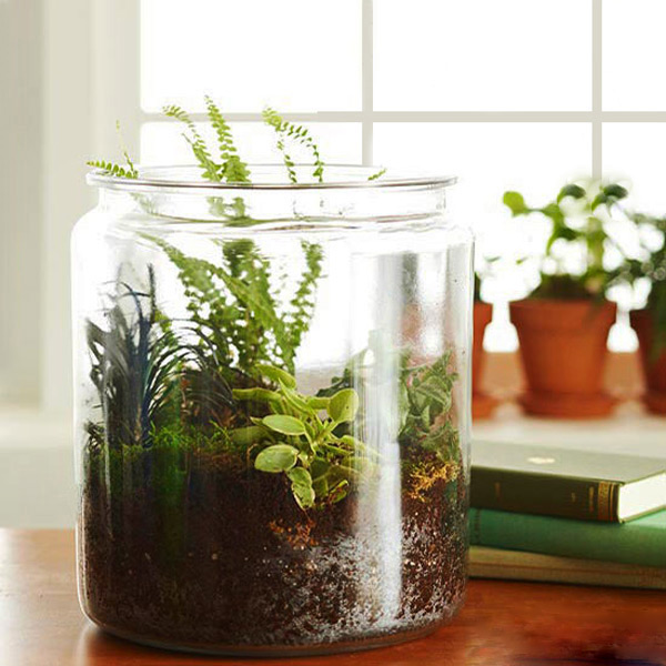 Terrarium Hazırlama Rehberi