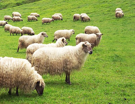 Kurban Bayramında Yapılan İbadetlerin Dindeki Yeri Nedir?