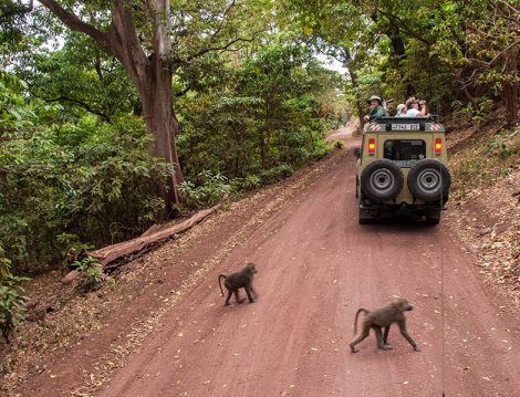 Büyük Göç”e, National Geographic Kaşifleri Eşliğinde Tanık Olma Fırsatı