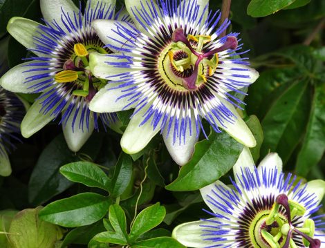 Ruhsal Sıkıntı ve Gerginlik Şikayetlerine Karşı Passiflora