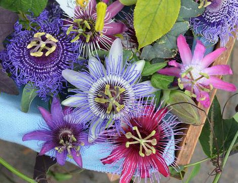 Ruhsal Sıkıntı ve Gerginlik Şikayetlerine Karşı Passiflora