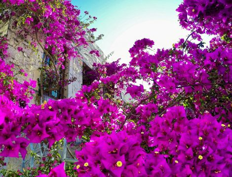 Bodrum, Çeşme, Marmaris İslami Oteller