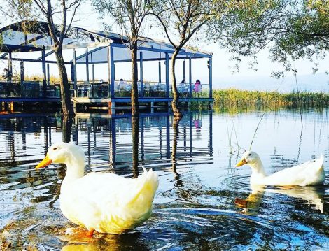 Sapanca’da Doğaya ve Lezzete Doyacağınız bir Mekan Maja Kırkpınar