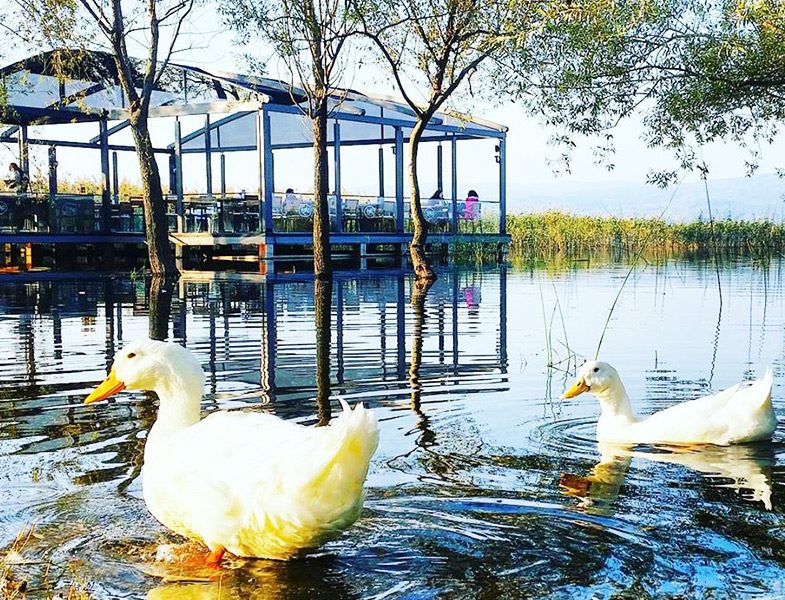 Sapanca’da Doğaya ve Lezzete Doyacağınız bir Mekan Maja Kırkpınar