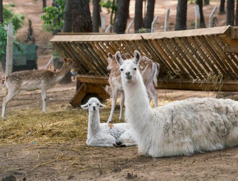 Aileler için Hafta Sonu Aktivite Önerisi İncekum Macerapark