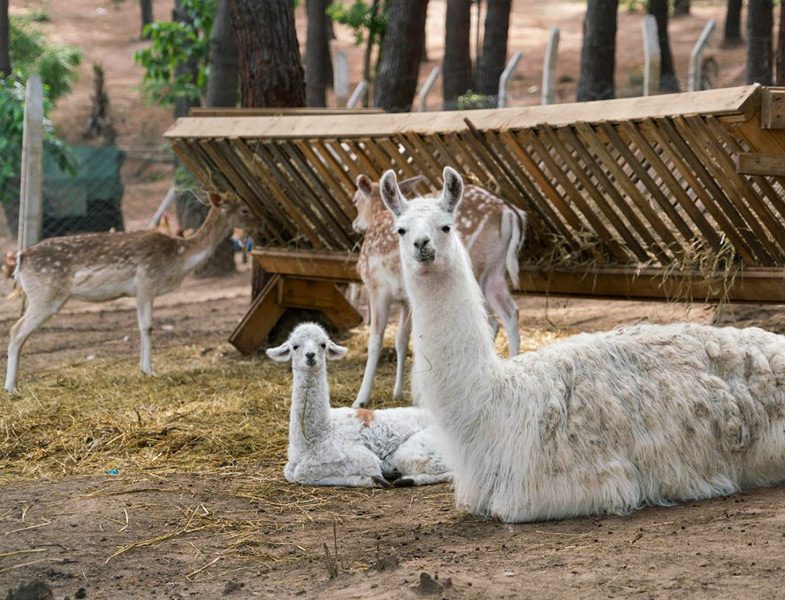 Aileler için Hafta Sonu Aktivite Önerisi İncekum Macerapark