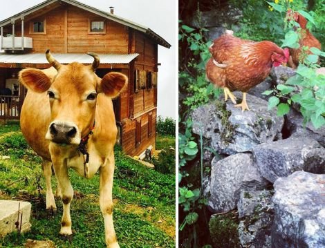 Goboca Dağ Evi Tipik bir Karadeniz Evi