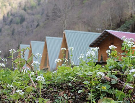 Karadeniz Alkolsüz Oteller - Ada Bungalov