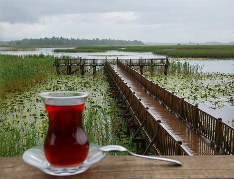 Efteni Gölü Düzce