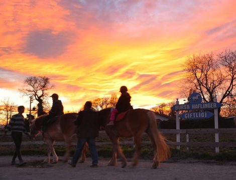Haflinger Çiftliği At Binme
