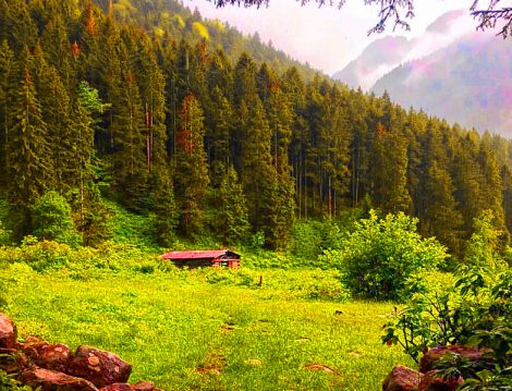 Rize Ayder Yaylası