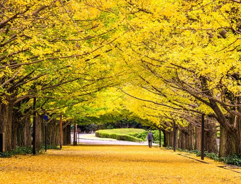Muhafazakar Kültür Turları Japonya Turu