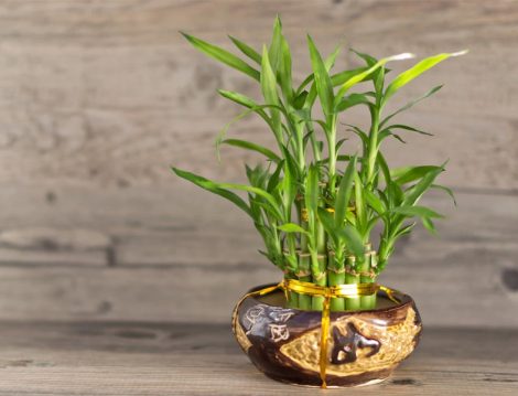 Bambu Ağacı