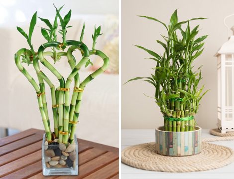 Bambu Çiçeği Sulama