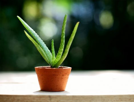 Aloe Vera