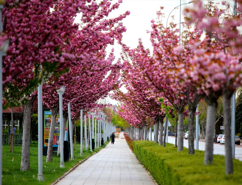 İstanbul Parkları